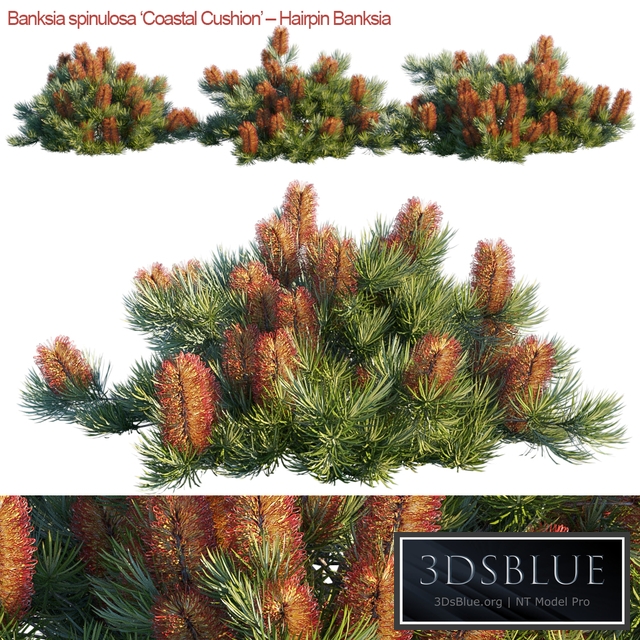 Banksia spinulosa | Coastal Cushion | Hairpin banksia