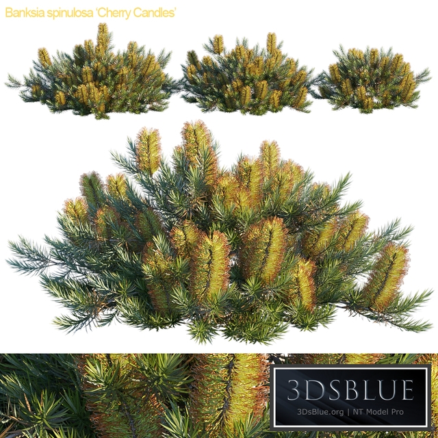 Banksia spinulosa | Cherry candles