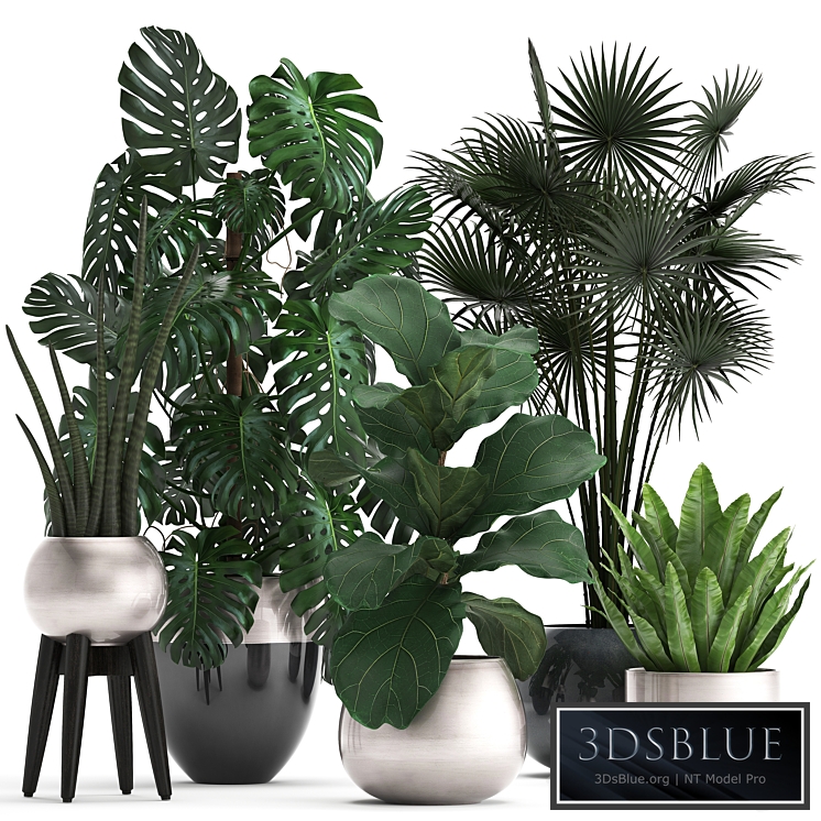 Plant collection 293. Monstera, Ficus Lyrata, fan palm, indoor plants, luxury flowerpot, luxury decor, exotic plants, interior, office