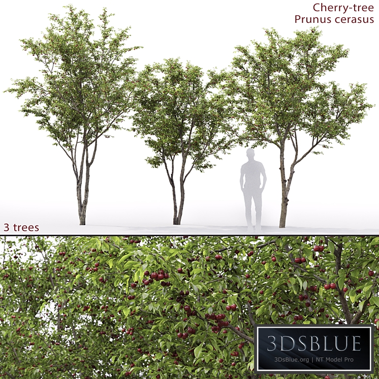 Prunus cerasus | Cherry-tree # 1