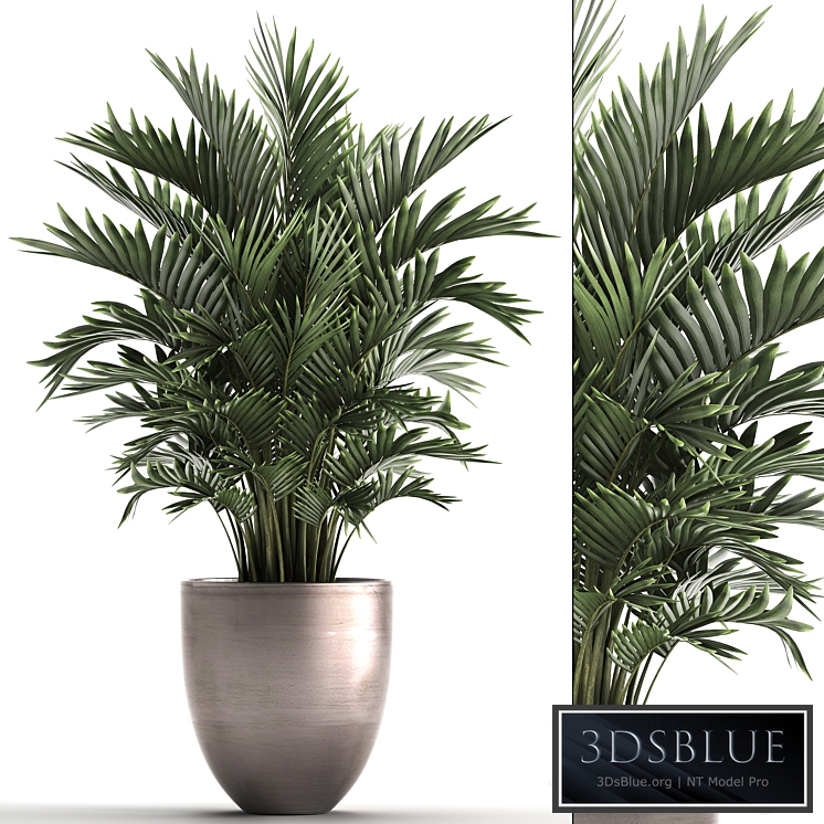 Plant collection 295. Home palm tree, howea, kentia, flowerpot, pot, luxury decor, interior, stylish, Howea forsteriana