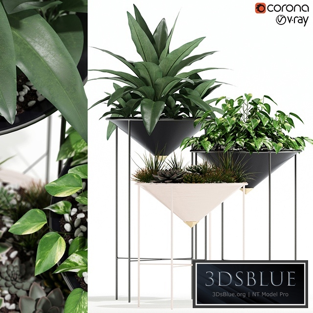 Plants collection 141 Artica