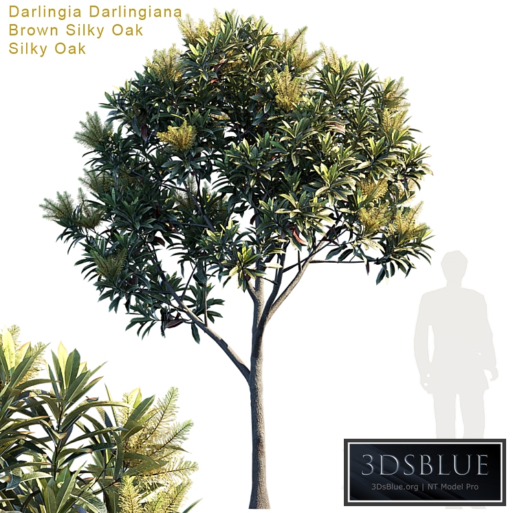 Darlingia Darlingiana | Brown Silky Oak