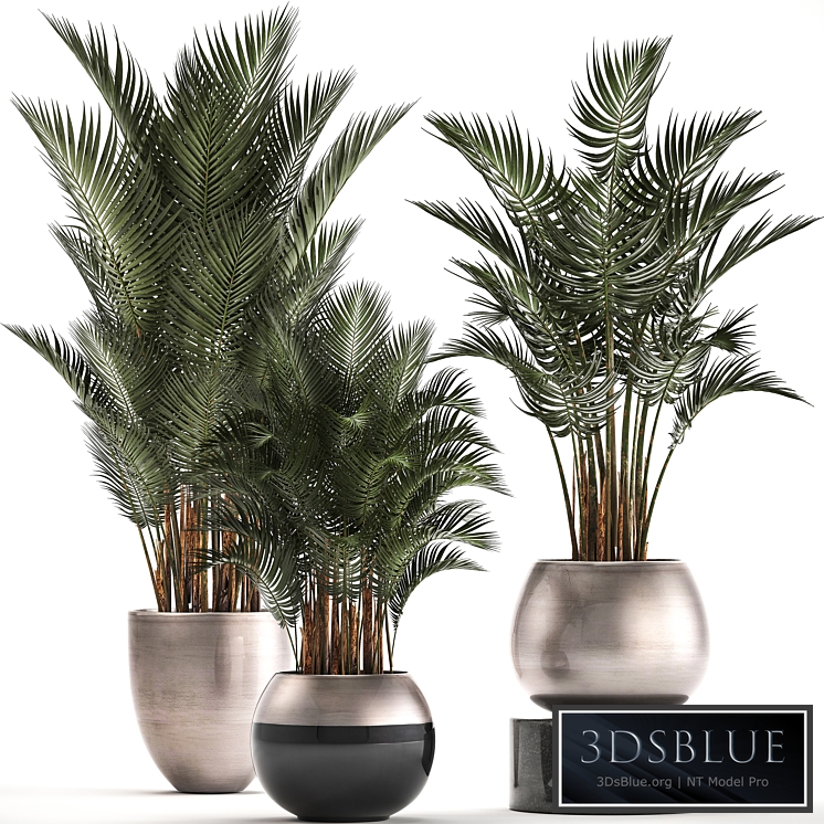 Plant collection 296. Home palm tree, howea, kentia, flowerpot, pot, luxury decor, interior, stylish, Howea forsteriana
