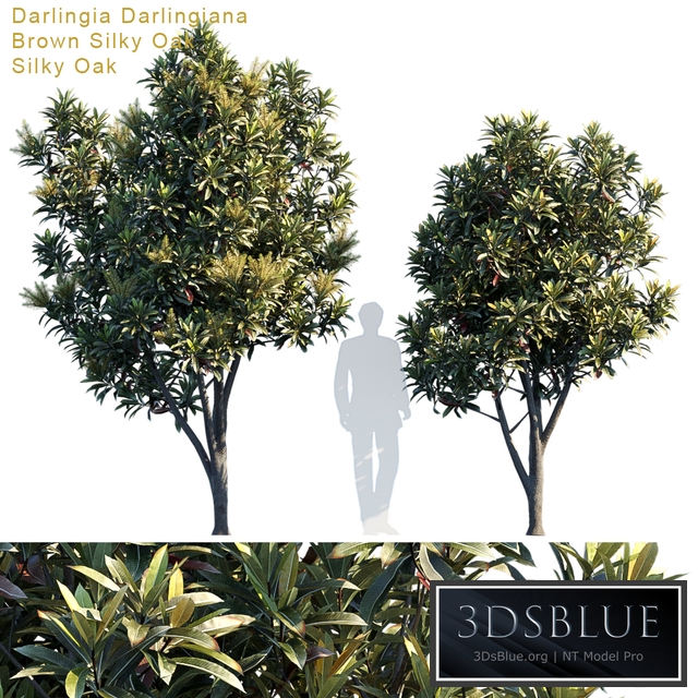 Darlingia Darlingiana | Brown Silky Oakk