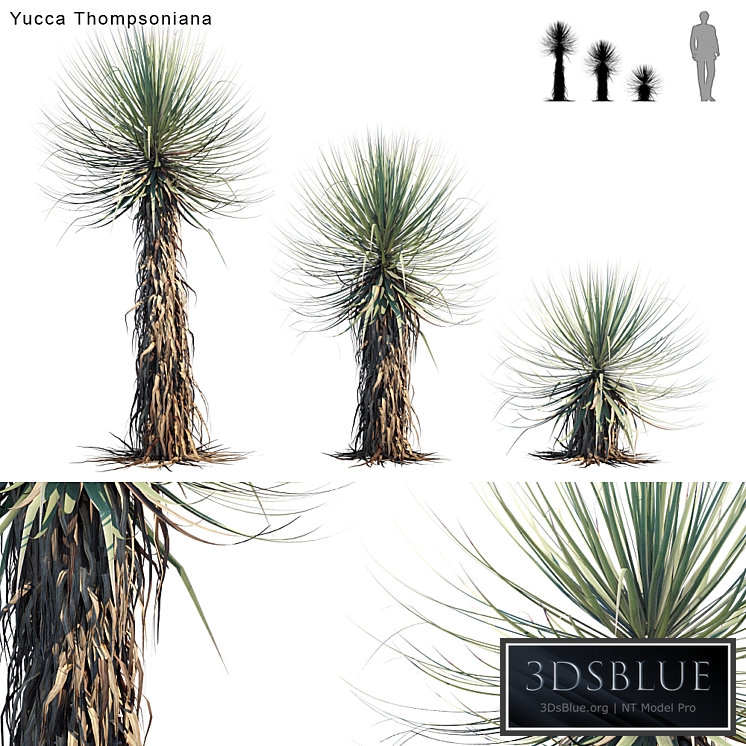 Yucca Thompsoniana | Beaked yucca