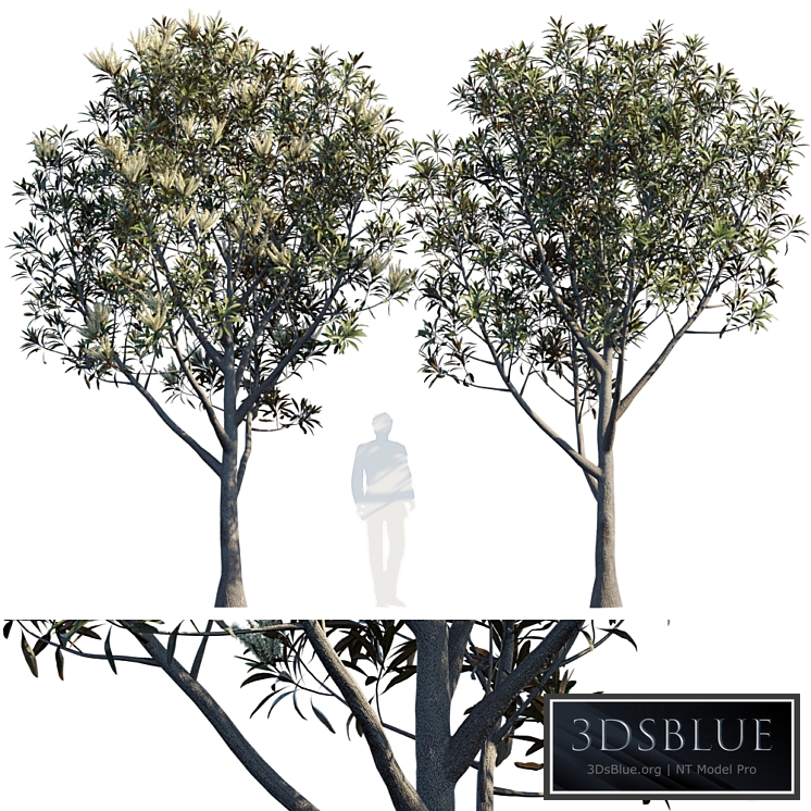 Grevillea Baileyana | Brown Silky Oak