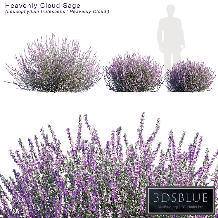 Heavenly cloud sage | Leucophyllum frutescens