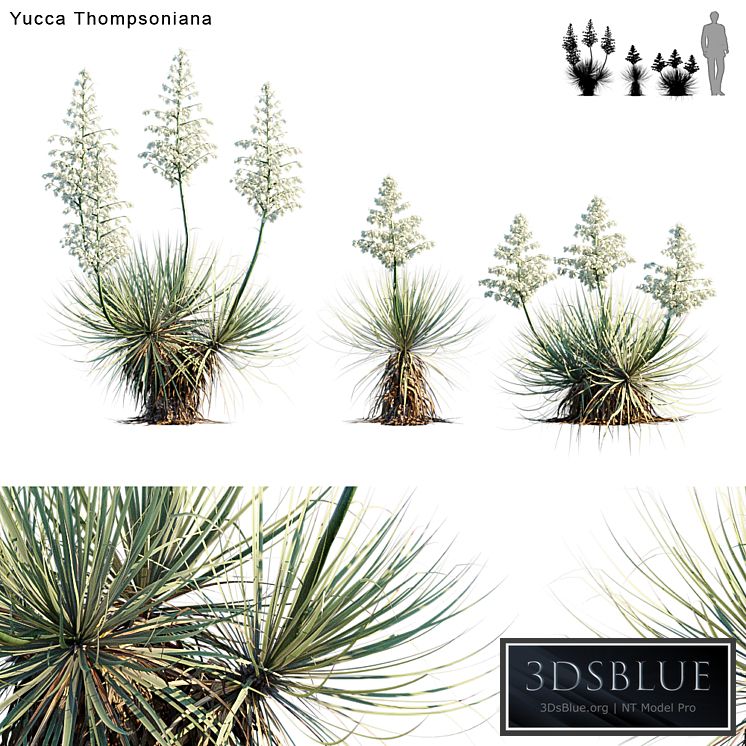 Yucca Thompsoniana | Beaked yucca flower