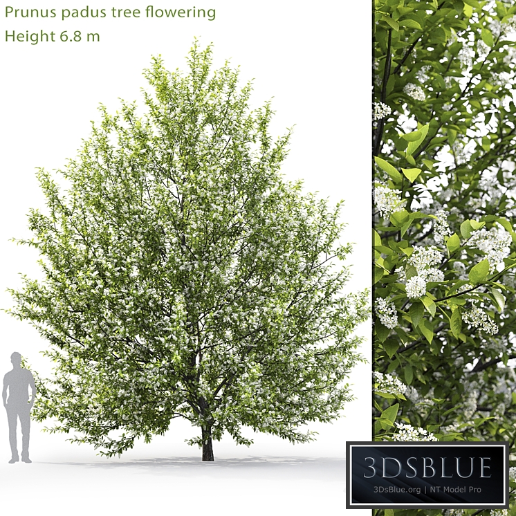 Blooming cherry tree | Prunus padus # 1 (6.8m)