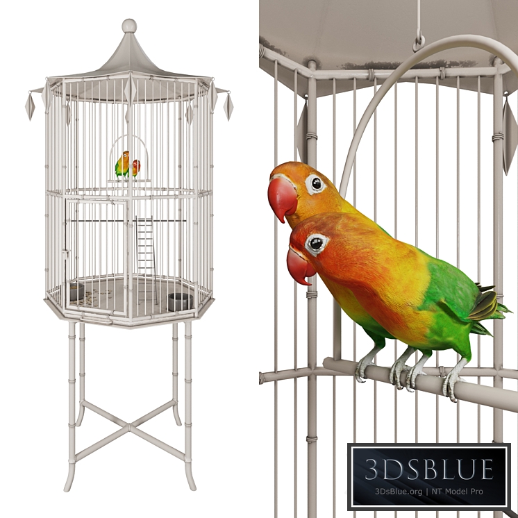 Cage with lovebirds