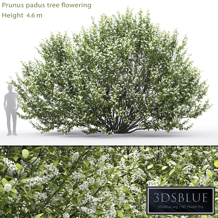 Black cherry | Prunus padus flowering # 2 (4.6m)