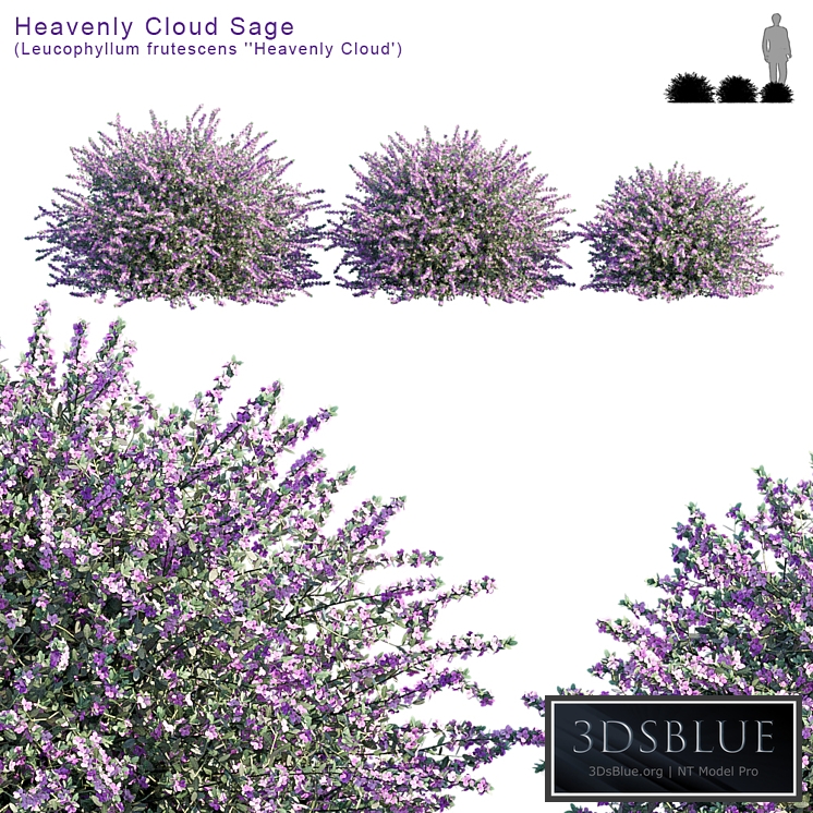 Heavenly Cloud Sage | Leucophyllum frutescenss