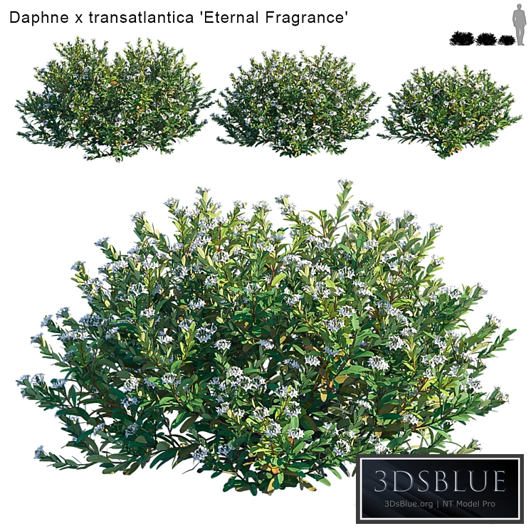 Daphne x transatlantica | Eternal Fragrance