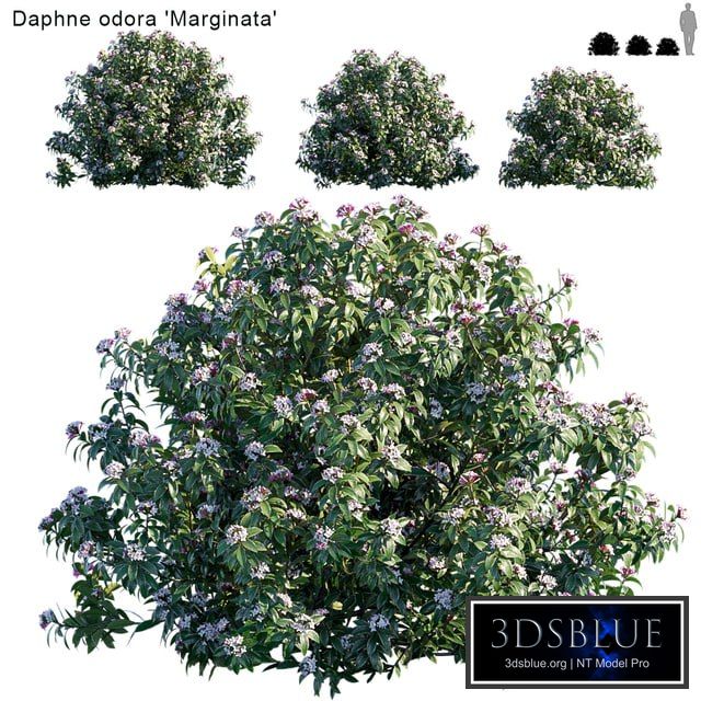Daphne Odora | Marginata