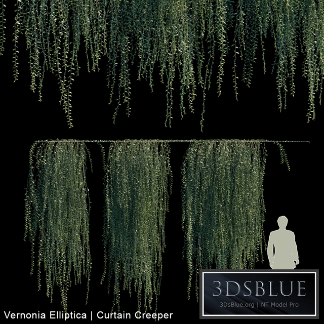 Vernonia Elliptica | Curtain Creeper V2