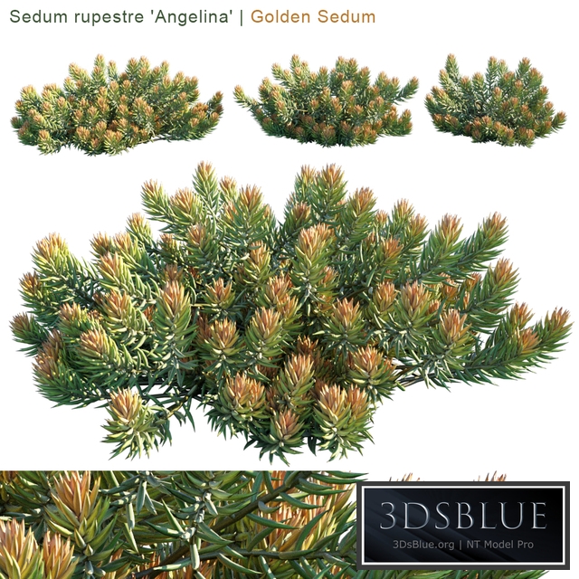 Sedum rupestre "Angelina" | Golden sedum