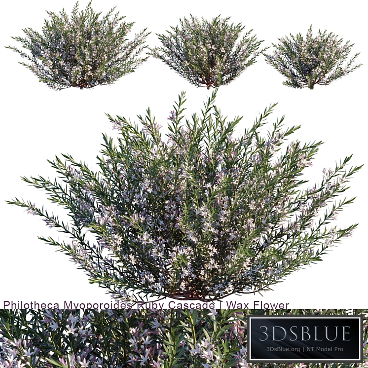 Philotheca Myoporoides Ruby Cascade | Wax Flower #2