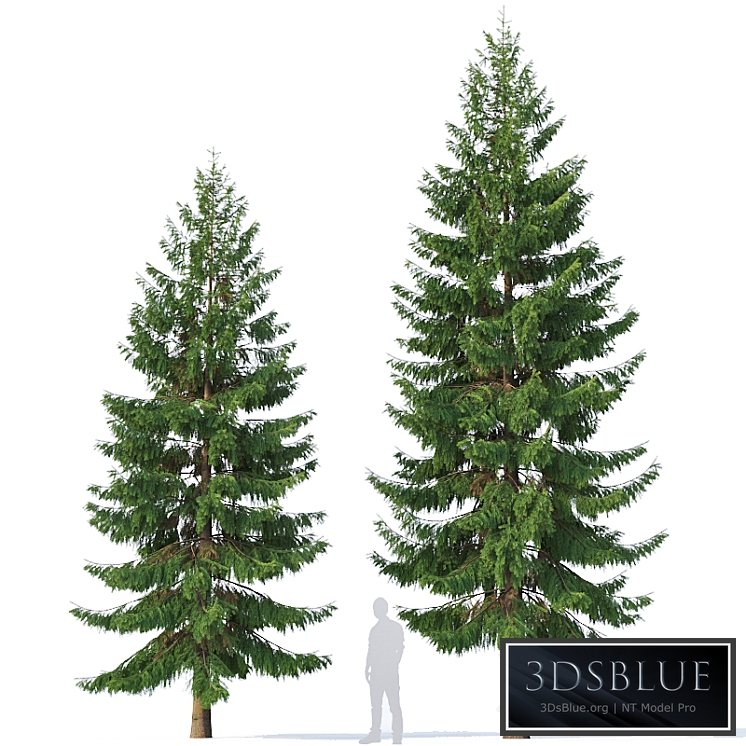 Spruce # 5 Two sizes H8,10m. Modular branches