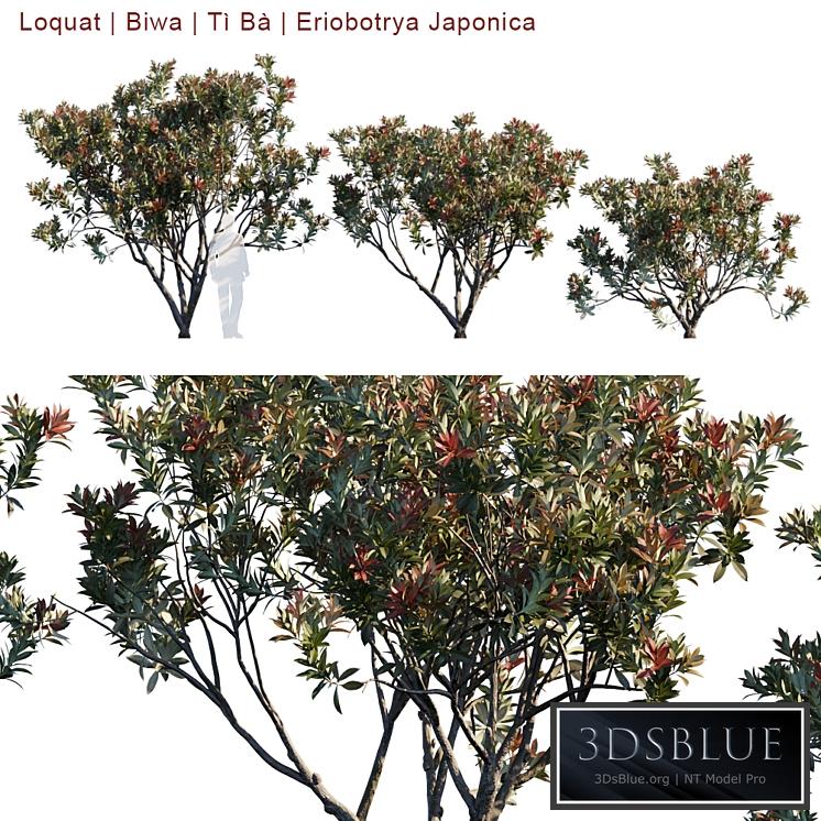 Loquat | Biwa | Eriobotrya Japonica V2
