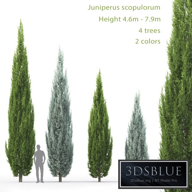 Juniperus