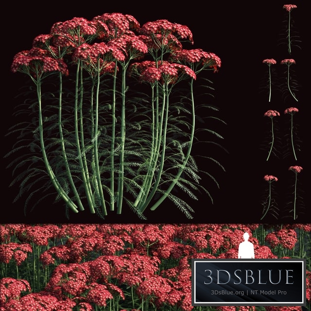 Yarrow flowers | Achillea millefolium