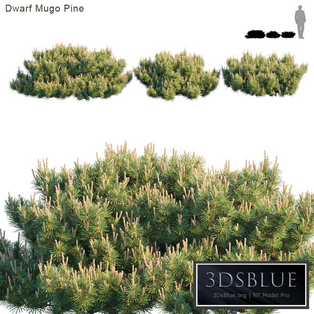 Dwarf Mugo Pine | Creeping pine
