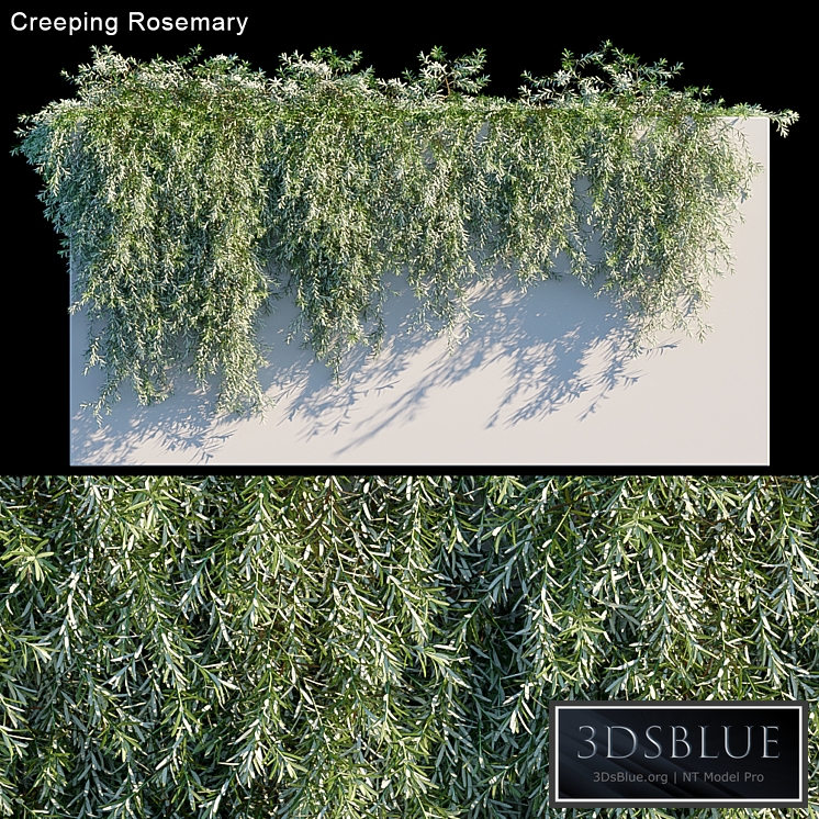 Creeping Rosemary