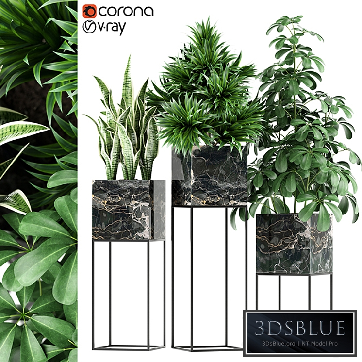 Plants collection 144 MAIA