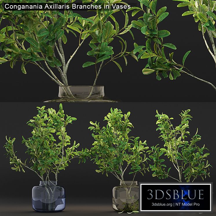 Conganania Axillaris branches in vases