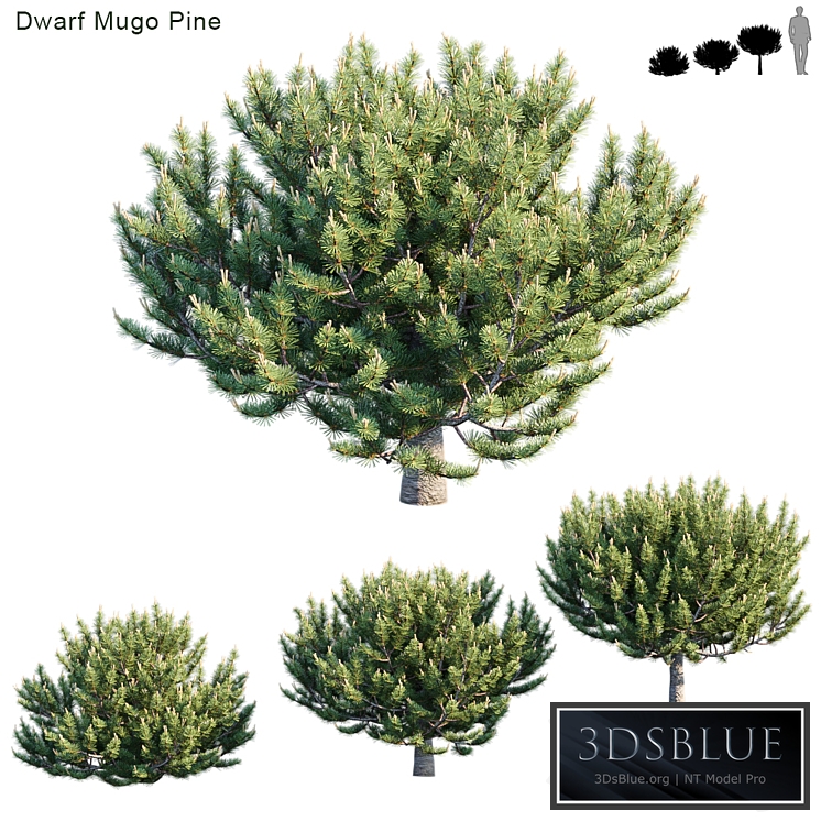 Dwarf Mugo Pine # 2