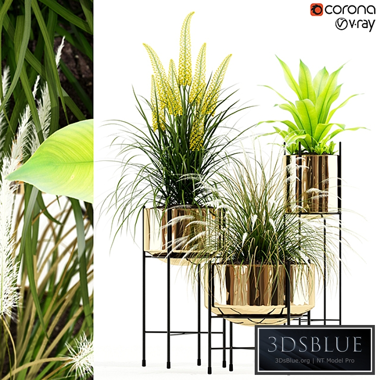 Plants collection 146 AGATA