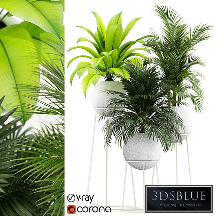 Plants collection 145 PIEDRA LUNA