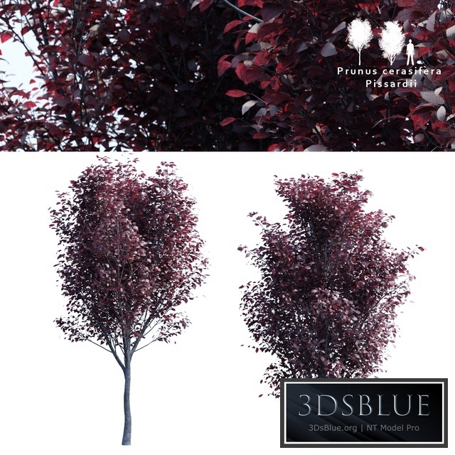 Spread spread 2 trees | Prunus pissardii