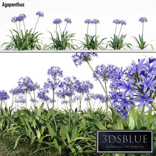 Agapanthus