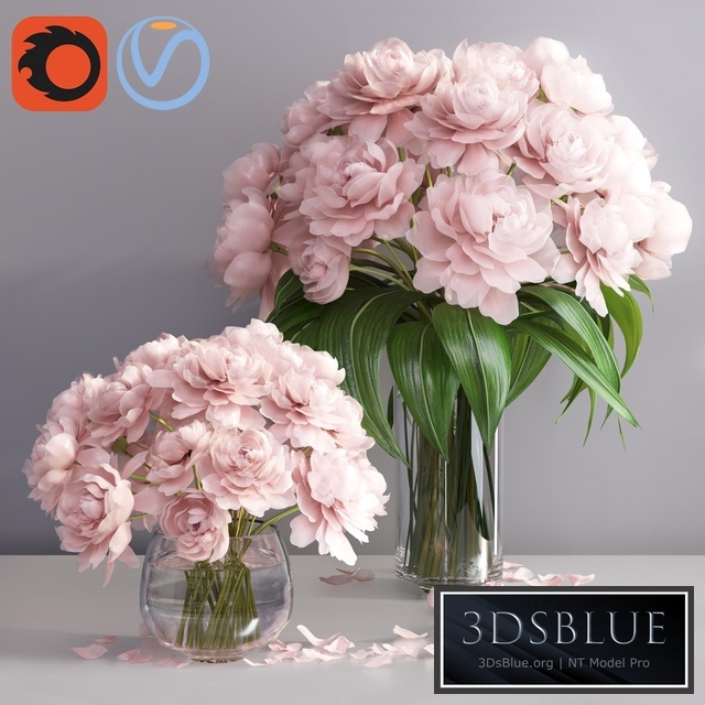 pastel pink peonies in 2 glass vases set