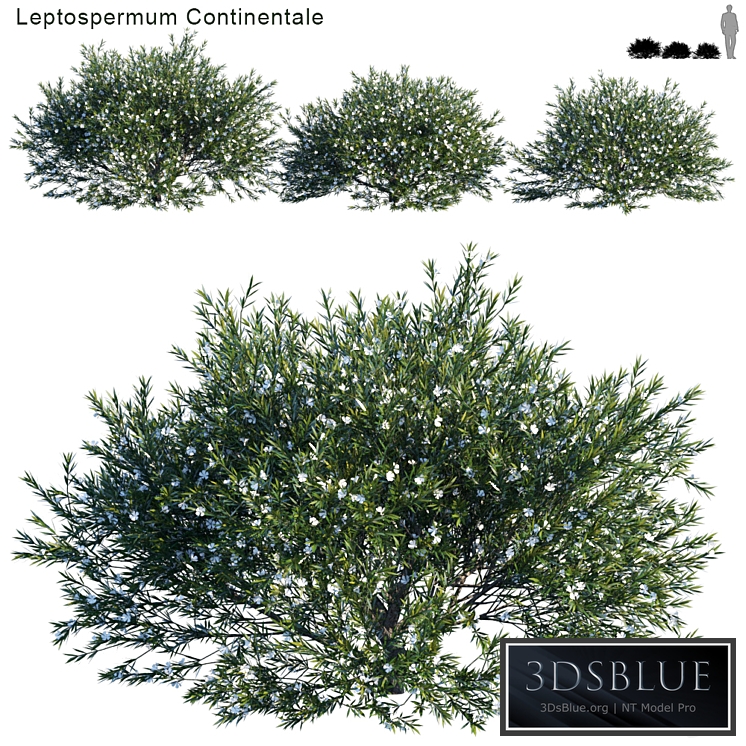 Prickly Tea-tree | Leptospermum Continentale # 1