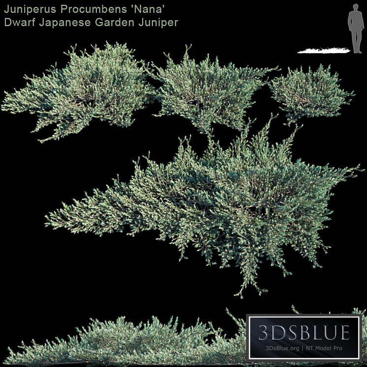 Juniperus Procumbens "Nana" | Dwarf Japanese Garden Juniper