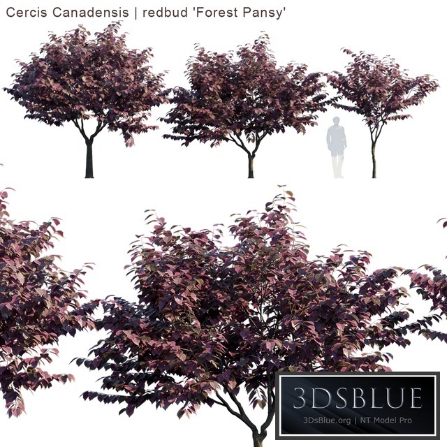 Cercis Canadensis | redbud "Forest Pansy"