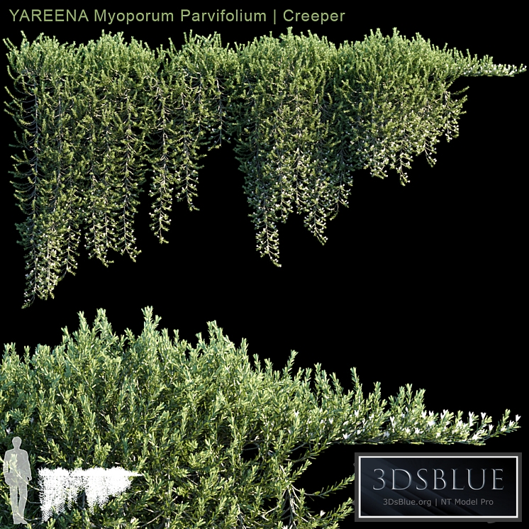 YAREENA Myoporum Parvifolium creeper | 5 module