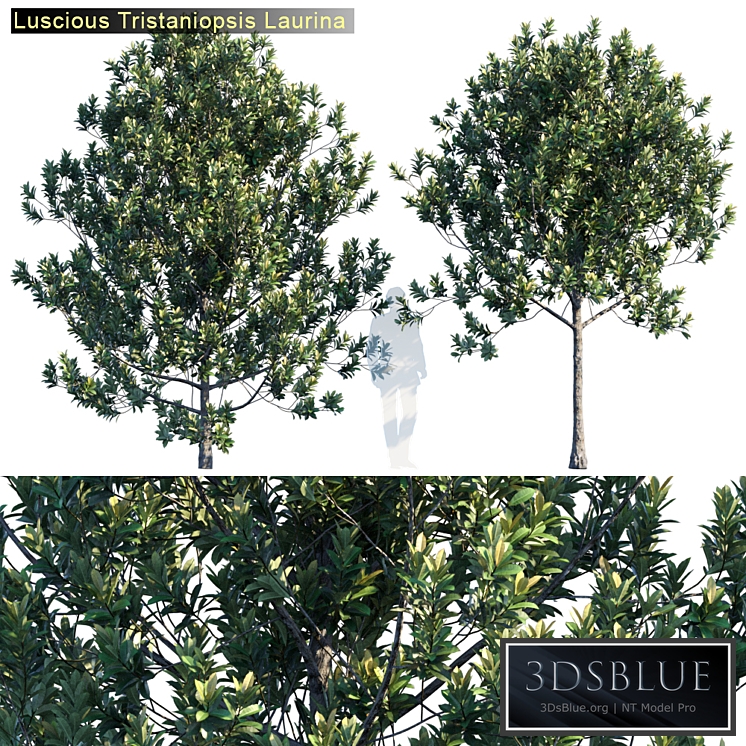 Tristanopsis Laurina # 2