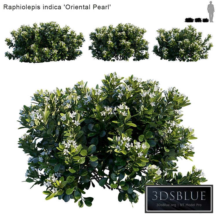 Raphiolepis indica | Oriental Pearl