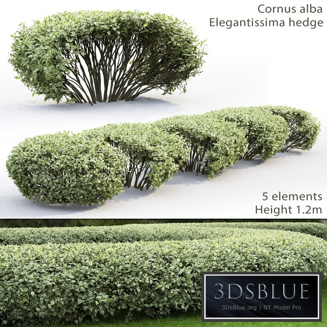 Derain white Elegantissima | Cornus Alba Elegantissima hedge # 1