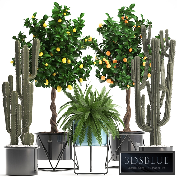 Plant collection 298. Cactus, tree, fruit, tangerine tree, fern, pot, lemon tree, interior, stylish, exotic
