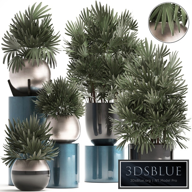 Plant collection 299. Interior palm tree, rapis, pot, flowerpot, luxury pot, bushes, thickets, Raphis Palm, stylish plants