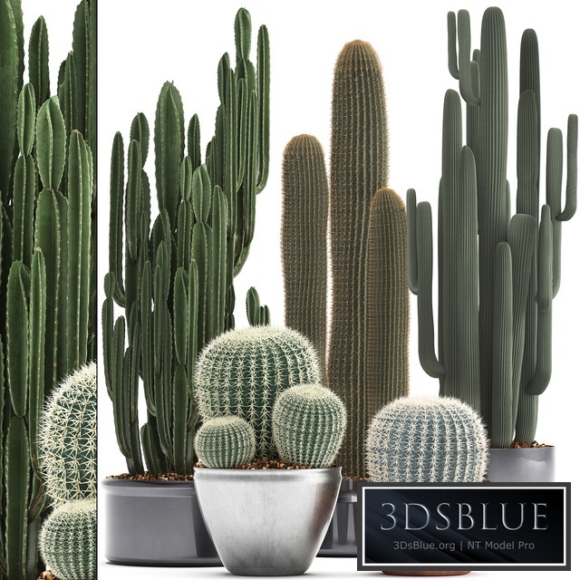 Collection of plants 300. Cactus set. Echinocactus, round cactus, cereus, Barrel cactus, indoor cactus, desert plants