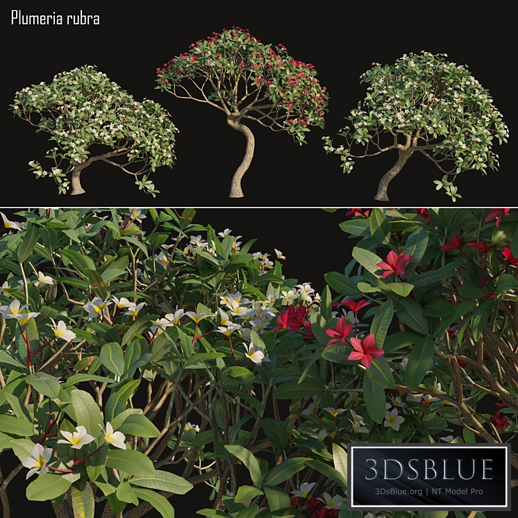 Plumeria rubra -Frangipani Tree-02