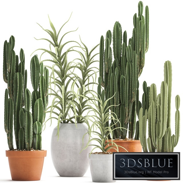 Plant collection 302. Cactus set. Cacti, cereus, aloe, indoor cactus, pot, flowerpot, clay, clinker, Aloe, concrete, desert plants, outdoor