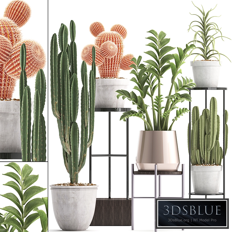 Plant collection 303. Cactus set. Cactus, cereus, Zamioculcas, aloe, shelf with flowers, stand, Aloe, desert plants, interior, concrete, outdoor