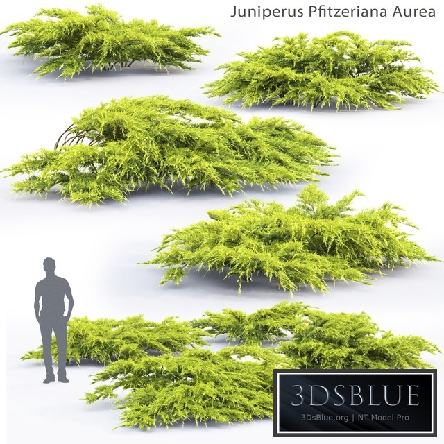 Juniper Medium Aurea | Juniperus Pfitzeriana Aurea # 1